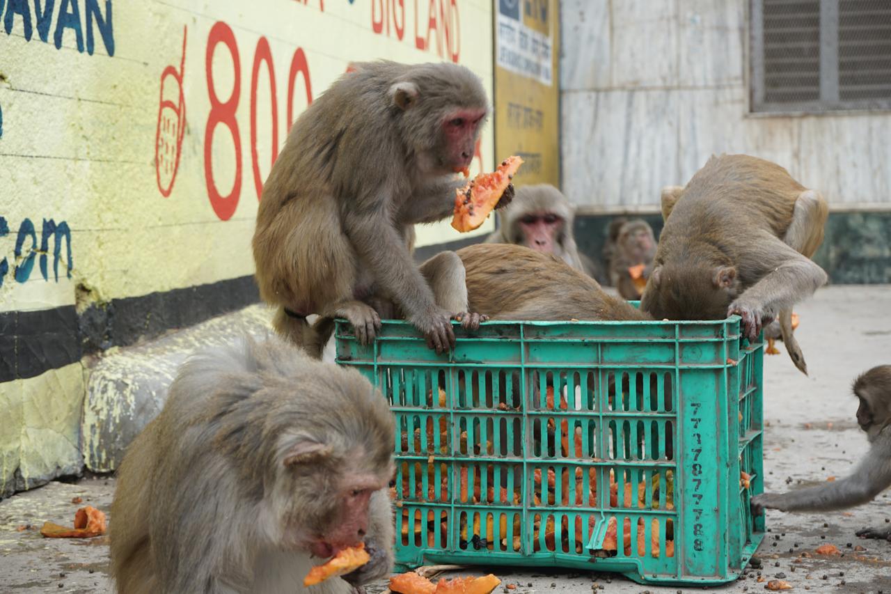 Support Sadhuji To Feed Monkeys Every Day